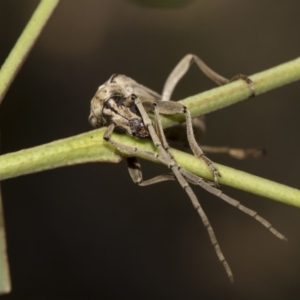 Uracanthus triangularis at Dunlop, ACT - 10 Feb 2019