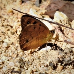 Heteronympha penelope (Shouldered Brown) at Tidbinbilla Nature Reserve - 10 Feb 2019 by JohnBundock