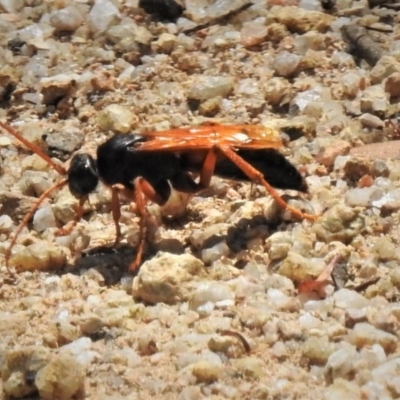 Calopompilus affectata (Spider wasp) at Paddys River, ACT - 10 Feb 2019 by JohnBundock