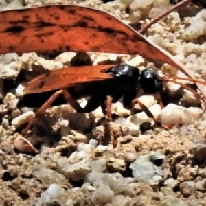 Calopompilus affectata at suppressed - 10 Feb 2019