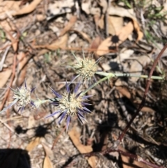 Eryngium ovinum (Blue Devil) at Federal Golf Course - 10 Feb 2019 by KL