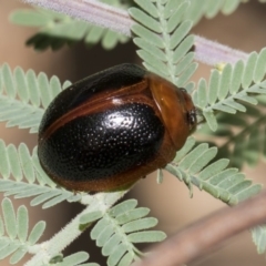 Dicranosterna immaculata (Acacia leaf beetle) at Dunlop, ACT - 10 Feb 2019 by AlisonMilton