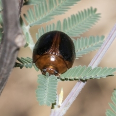 Dicranosterna immaculata at Dunlop, ACT - 10 Feb 2019 01:38 PM