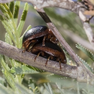 Dicranosterna immaculata at Dunlop, ACT - 10 Feb 2019 01:38 PM