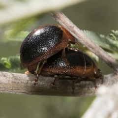 Dicranosterna immaculata at Dunlop, ACT - 10 Feb 2019 01:38 PM