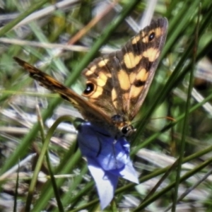 Heteronympha cordace at Booth, ACT - 10 Feb 2019