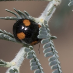 Peltoschema tetraspilota (Leaf beetle) at Dunlop, ACT - 10 Feb 2019 by AlisonMilton