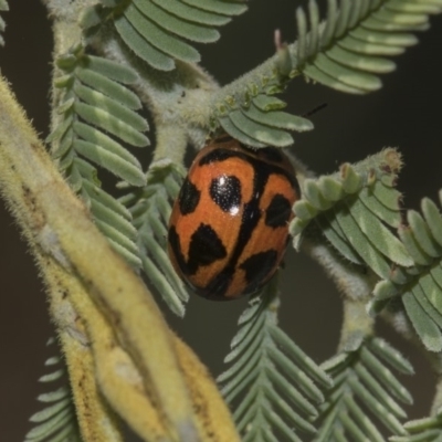 Peltoschema oceanica (Oceanica leaf beetle) at The Pinnacle - 10 Feb 2019 by AlisonMilton