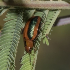 Calomela curtisi (Acacia leaf beetle) at Dunlop, ACT - 10 Feb 2019 by AlisonMilton