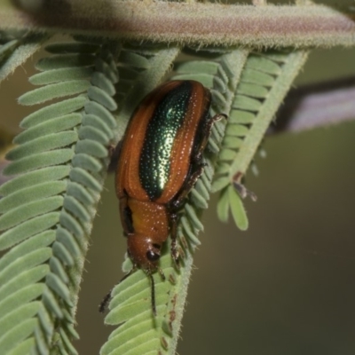 Calomela curtisi (Acacia leaf beetle) at The Pinnacle - 10 Feb 2019 by Alison Milton