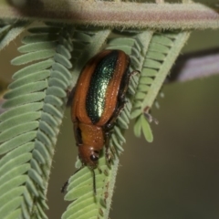 Calomela curtisi (Acacia leaf beetle) at Dunlop, ACT - 10 Feb 2019 by Alison Milton
