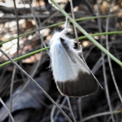 Acyphas semiochrea (Omnivorous Tussock Moth) at Booth, ACT - 10 Feb 2019 by JohnBundock