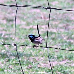 Malurus cyaneus at Murrumbateman, NSW - 10 Feb 2019 03:09 PM