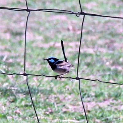 Malurus cyaneus (Superb Fairywren) at Murrumbateman, NSW - 10 Feb 2019 by davobj