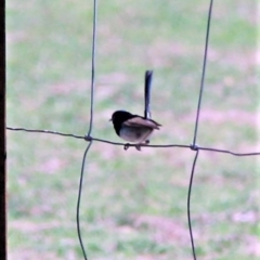 Malurus cyaneus at Murrumbateman, NSW - 10 Feb 2019 03:09 PM