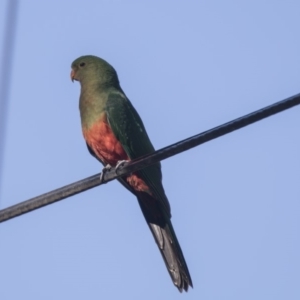 Alisterus scapularis at Hawker, ACT - 10 Feb 2019