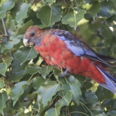 Platycercus elegans (Crimson Rosella) at Hawker, ACT - 10 Feb 2019 by AlisonMilton