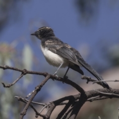 Rhipidura leucophrys (Willie Wagtail) at Hawker, ACT - 9 Feb 2019 by Alison Milton