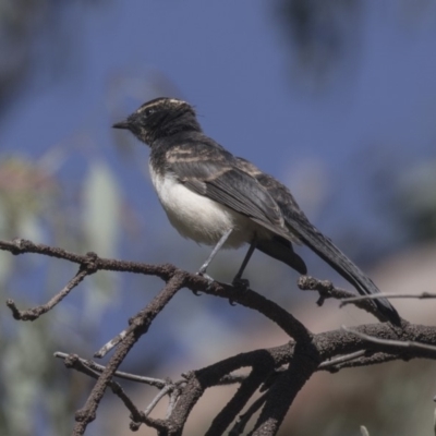 Rhipidura leucophrys (Willie Wagtail) at The Pinnacle - 9 Feb 2019 by Alison Milton