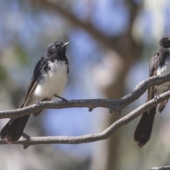 Rhipidura leucophrys at Hawker, ACT - 10 Feb 2019