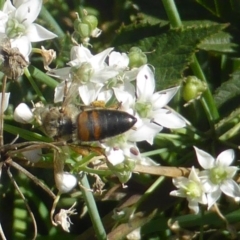 Apis mellifera (European honey bee) at Isaacs, ACT - 10 Feb 2019 by Mike