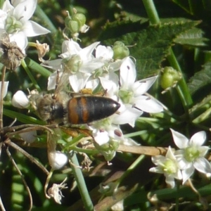 Apis mellifera at Isaacs, ACT - 10 Feb 2019