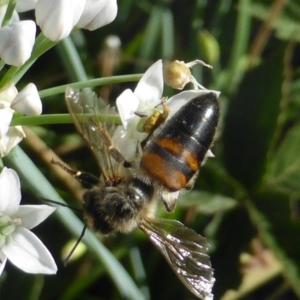 Apis mellifera at Isaacs, ACT - 10 Feb 2019