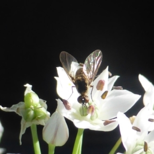 Geron sp. (genus) at Isaacs, ACT - 10 Feb 2019 04:24 PM