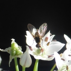 Geron sp. (genus) (Slender Bee Fly) at Isaacs, ACT - 10 Feb 2019 by Mike
