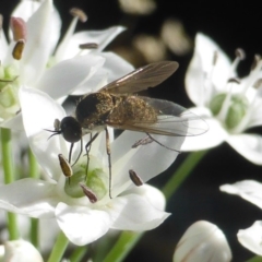 Geron sp. (genus) at Isaacs, ACT - 10 Feb 2019 04:24 PM