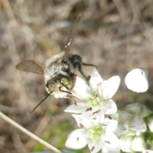 Megachile (Eutricharaea) sp. (genus & subgenus) at Isaacs, ACT - 10 Feb 2019