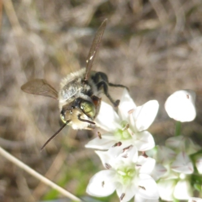 Megachile (Eutricharaea) sp. (genus & subgenus) (Leaf-cutter Bee) at Isaacs, ACT - 10 Feb 2019 by Mike