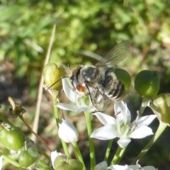 Megachile (Eutricharaea) sp. (genus & subgenus) at Isaacs, ACT - 10 Feb 2019