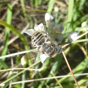 Megachile (Eutricharaea) sp. (genus & subgenus) at Isaacs, ACT - 10 Feb 2019 04:21 PM