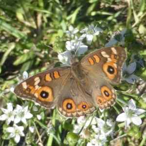 Junonia villida at Isaacs, ACT - 10 Feb 2019 04:25 PM