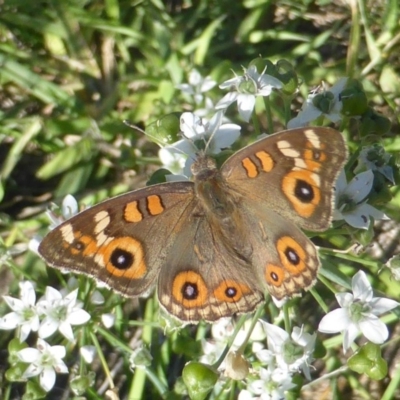 Junonia villida (Meadow Argus) at Isaacs, ACT - 10 Feb 2019 by Mike