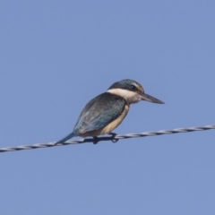 Todiramphus sanctus (Sacred Kingfisher) at Hawker, ACT - 10 Feb 2019 by AlisonMilton