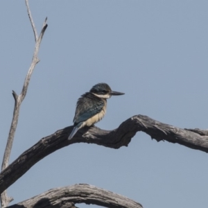 Todiramphus sanctus at Hawker, ACT - 10 Feb 2019