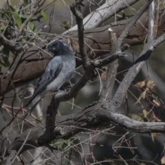 Coracina novaehollandiae (Black-faced Cuckooshrike) at The Pinnacle - 9 Feb 2019 by Alison Milton