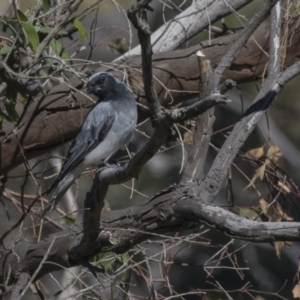 Coracina novaehollandiae at Hawker, ACT - 10 Feb 2019 09:15 AM