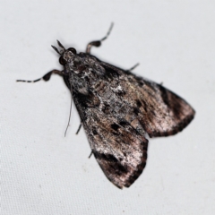 Salma pyrastis (A Pyralid moth (Epipaschiinae subfam.)) at O'Connor, ACT - 6 Feb 2019 by ibaird