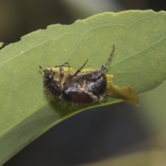 Liparetrus sp. (genus) (Chafer beetle) at Dunlop, ACT - 9 Feb 2019 by Alison Milton