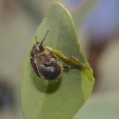 Liparetrus sp. (genus) at Dunlop, ACT - 10 Feb 2019