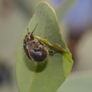 Liparetrus sp. (genus) at Dunlop, ACT - 10 Feb 2019