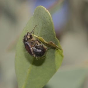 Liparetrus sp. (genus) at Dunlop, ACT - 10 Feb 2019