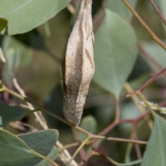 Hyalarcta nigrescens (Ribbed Case Moth) at The Pinnacle - 9 Feb 2019 by AlisonMilton