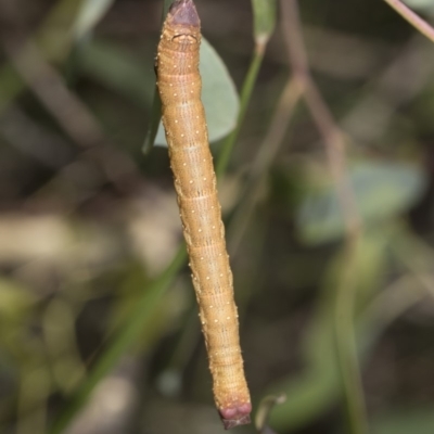 Geometridae (family) IMMATURE at Dunlop, ACT - 10 Feb 2019 by AlisonMilton
