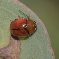 Ditropidus sp. (genus) (Leaf beetle) at Dunlop, ACT - 10 Feb 2019 by AlisonMilton