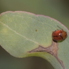 Ditropidus sp. (genus) at Dunlop, ACT - 10 Feb 2019 10:54 AM