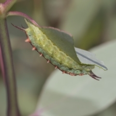 Doratifera quadriguttata and casta (Four-spotted Cup Moth) at The Pinnacle - 10 Feb 2019 by AlisonMilton